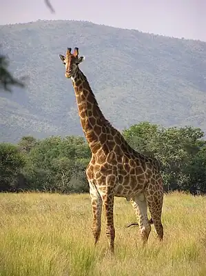 Giraf (Giraffa camelopardalis)