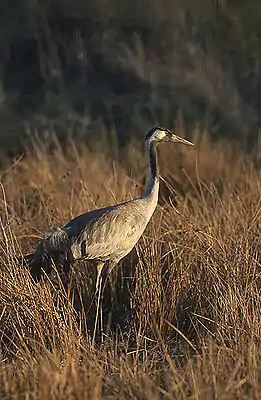 Kraanek (Grus grus)


LC - least concern (ei trüüwet)