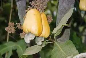 Cashewnöd (Anacardium occidentale)