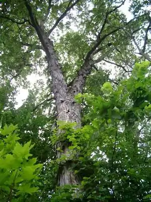 Hickory (Carya sp.)