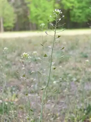 Snoot (Capsella bursa-pastoris)