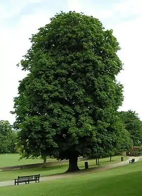 Hingstkastanje (Aesculus hippocastanum)