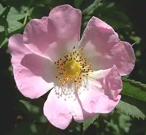 Hünjruus (Rosa canina)