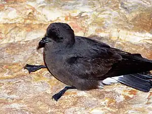 Sturemswaalk (Hydrobates pelagicus)


LC - least concern (ei trüüwet)