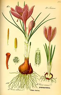 Krokus-slacher: lachts: Crocus sativus, rochts: Crocus vernus