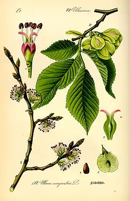 Fial-iiper (Ulmus minor)