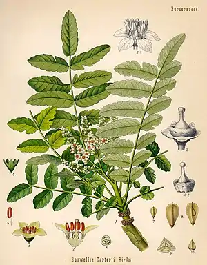 Boswellia sacra, tiaknang uun Köhler, 1887