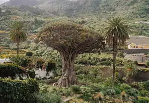 Kanaarisk Draagbuum (Dracaena draco)