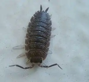 Müürswin (Porcellio scaber)