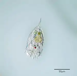 Keratella cochlearis