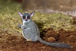 Galago senegalensis