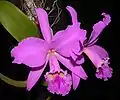 Cattleya labiata