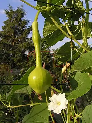 En Butelkürbis (Lagenaria siceraria)