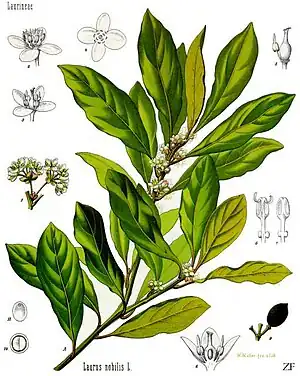 Echt Loorbei (Laurus nobilis)