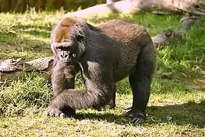 G. gorilla gorilla

CR - critically endangered (uun grat gefoor)