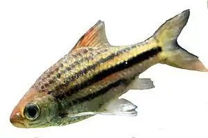 Striuntius lineatus