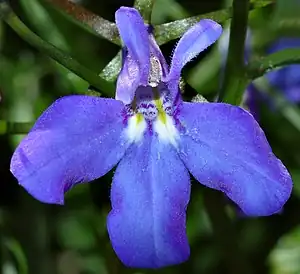 Lobelia erinus, blä suurt