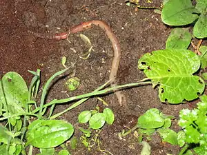 En rinwirem (Lumbricus terrestris) krept jüst ütj sin wenröör.