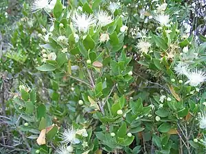 Myrte (Myrtus communis)