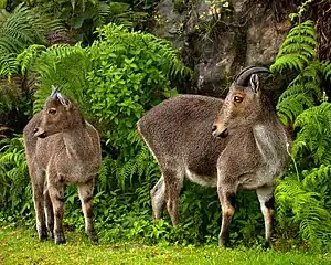 Nilgiri-Tahr-Siig (Nilgiritragus hylocrius)


EN - endangered (trüüwet)