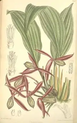 Orchidantha maxillarioides, tiaknang