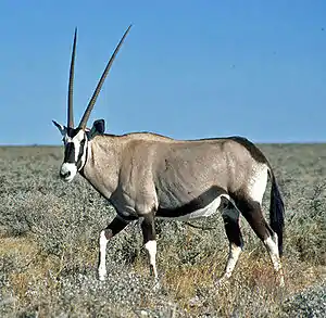 Oryx gazella