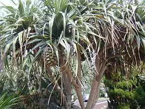 Pandanus boninensis