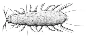 Pauropus huxleyi