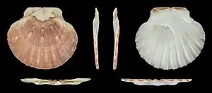 Pecten maximus, lachter skaal