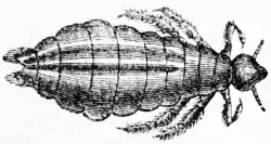 Hoodlüs (Pediculus humanus capitis)