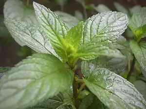 Pöbermünt (Mentha × piperita)