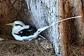 Phaethon lepturus

LC - least concern (ei trüüwet)