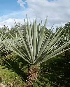 Siisal (Agave sisalana) üüb en plantaaj