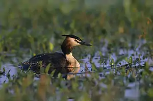 Toopet Düker (Podiceps cristatus)