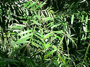 Afrocarpus gracilior