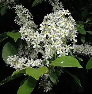 Drüüwenkäärs (Prunus padus)