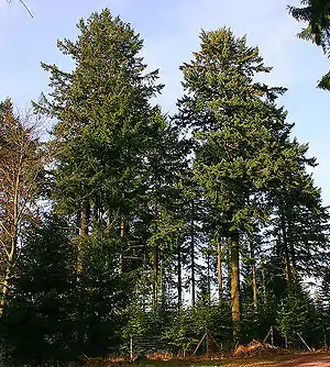 Pseudotsuga menziesii, muar üs 100 juar ual