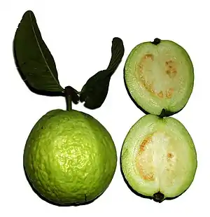 Echt Guaaw (Psidium guajava)