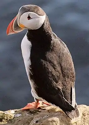 Siapopegei (Fratercula arctica)