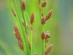 famile Restionaceae