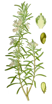 Ruusmariin (Rosmarinus officinalis)