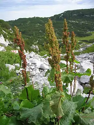 En düüsenknob (Rumex alpinus)