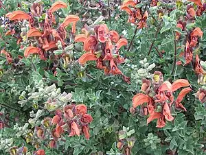 Salvia africana-lutea