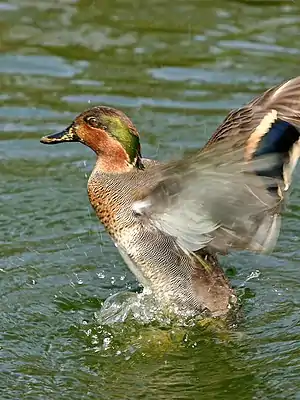 Uart ♂ (Anas crecca)


LC - least concern (ei trüüwet)