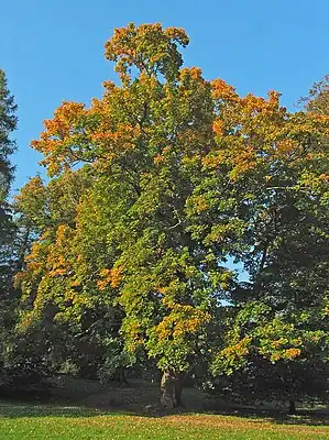 Spasahorn (Acer platanoides)