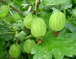 Stikelbei (Ribes uva-crispa)