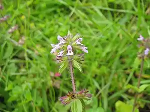 Miirkrüüs (Stachys arvensis)