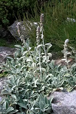 Haasuar (Stachys byzantina)