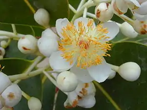 (Calophyllum inophyllum)