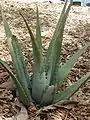 Echt Aloe (Aloe vera)